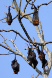CHIROPTERA - INDIAN FLYING FOX - KAZIRANGA NATIONAL PARK ASSAM INDIA (4).JPG