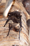 CHIROPTERA - TOMB BAT - BLACK-THROATED TOMB BAT - MAYBE - KAZIRANGA NATIONAL PARK ASSAM INDIA (10).JPG