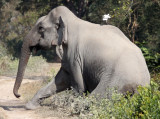 ELEPHANT - ASIAN ELEPHANT - KAZIRANGA NATIONAL PARK ASSAM INDIA (16).JPG