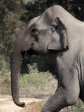 ELEPHANT - ASIAN ELEPHANT - KAZIRANGA NATIONAL PARK ASSAM INDIA (18).JPG