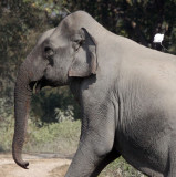 ELEPHANT - ASIAN ELEPHANT - KAZIRANGA NATIONAL PARK ASSAM INDIA (20).JPG