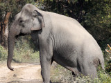 ELEPHANT - ASIAN ELEPHANT - KAZIRANGA NATIONAL PARK ASSAM INDIA (21).JPG