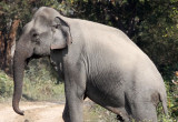 ELEPHANT - ASIAN ELEPHANT - KAZIRANGA NATIONAL PARK ASSAM INDIA (22).JPG