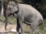 ELEPHANT - ASIAN ELEPHANT - KAZIRANGA NATIONAL PARK ASSAM INDIA (23).JPG