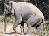 ELEPHANT - ASIAN ELEPHANT - KAZIRANGA NATIONAL PARK ASSAM INDIA (24).JPG