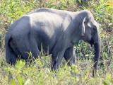 ELEPHANT - ASIAN ELEPHANT - KAZIRANGA NATIONAL PARK ASSAM INDIA (3).JPG