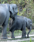 ELEPHANT - ASIAN ELEPHANT - KAZIRANGA NATIONAL PARK ASSAM INDIA (41).JPG