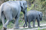 ELEPHANT - ASIAN ELEPHANT - KAZIRANGA NATIONAL PARK ASSAM INDIA (44).JPG