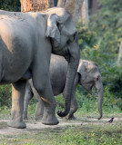 ELEPHANT - ASIAN ELEPHANT - KAZIRANGA NATIONAL PARK ASSAM INDIA (49).JPG