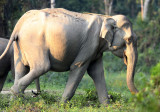 ELEPHANT - ASIAN ELEPHANT - KAZIRANGA NATIONAL PARK ASSAM INDIA (51).JPG