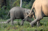 ELEPHANT - ASIAN ELEPHANT - KAZIRANGA NATIONAL PARK ASSAM INDIA (54).JPG
