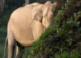ELEPHANT - ASIAN ELEPHANT - KAZIRANGA NATIONAL PARK ASSAM INDIA (55).JPG