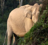 ELEPHANT - ASIAN ELEPHANT - KAZIRANGA NATIONAL PARK ASSAM INDIA (56).JPG