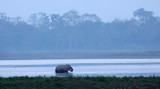 ELEPHANT - ASIAN ELEPHANT - KAZIRANGA NATIONAL PARK ASSAM INDIA (59).JPG