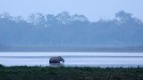 ELEPHANT - ASIAN ELEPHANT - KAZIRANGA NATIONAL PARK ASSAM INDIA (62).JPG
