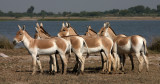 EQUID - EQUUS ONAGER - INDIAN WILD ASS - LITTLE RANN OF KUTCH GUJARAT INDIA (6).JPG