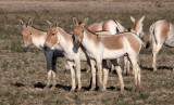 EQUID - INDIAN WILD ASS - LITTLE RANN OF KUTCH GUJARAT INDIA (19).JPG
