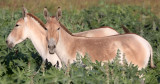 EQUID - INDIAN WILD ASS - LITTLE RANN OF KUTCH GUJARAT INDIA (27).JPG