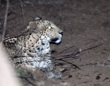 FELID - LEOPARD - ASIATIC LEOPARD - GIR FOREST GUJARAT INDIA (4).JPG