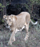 FELID - LION - ASIATIC LION - GIR FOREST GUJARAT INDIA (13).JPG
