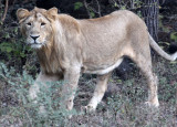FELID - LION - ASIATIC LION - GIR FOREST GUJARAT INDIA (20).JPG
