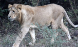 FELID - LION - ASIATIC LION - GIR FOREST GUJARAT INDIA (23).JPG