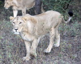 FELID - LION - ASIATIC LION - GIR FOREST GUJARAT INDIA (33).JPG