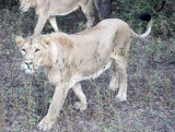FELID - LION - ASIATIC LION - GIR FOREST GUJARAT INDIA (35).JPG