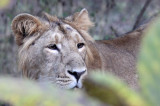 FELID - LION - ASIATIC LION - GIR FOREST GUJARAT INDIA (46).JPG