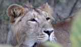 FELID - LION - ASIATIC LION - GIR FOREST GUJARAT INDIA (48).JPG