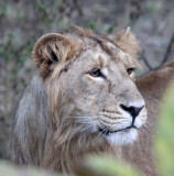 FELID - LION - ASIATIC LION - GIR FOREST GUJARAT INDIA (53).JPG