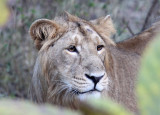 FELID - LION - ASIATIC LION - GIR FOREST GUJARAT INDIA (54).JPG