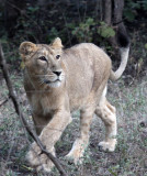 FELID - LION - ASIATIC LION - GIR FOREST GUJARAT INDIA (62).JPG