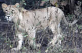 FELID - LION - ASIATIC LION - GIR FOREST GUJARAT INDIA (70).JPG