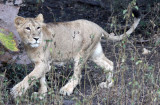 FELID - LION - ASIATIC LION - GIR FOREST GUJARAT INDIA (74).JPG