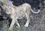 FELID - LION - ASIATIC LION - GIR FOREST GUJARAT INDIA (76).JPG