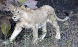 FELID - LION - ASIATIC LION - GIR FOREST GUJARAT INDIA (77).JPG