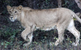 FELID - LION - ASIATIC LION - GIR FOREST GUJARAT INDIA (84).JPG