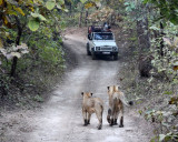 FELID - LION - ASIATIC LION - GIR FOREST GUJARAT INDIA (98).JPG