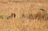 HYENIDAE - HYENA - STRIPED HYENA - BLACKBUCK NATIONAL PARK INDIA (14).JPG