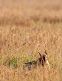 HYENIDAE - HYENA - STRIPED HYENA - BLACKBUCK NATIONAL PARK INDIA (7).JPG