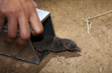 INSECTIVORE - SHREW - WOODLAND SHREW - BANDHAVGAR NATIONAL PARK MADHYA PRADESH INDIA (9).JPG