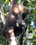 PRIMATE - GIBBON - HOOLOCKS GIBBON - WILD GIBBON SANCTUARY ASSAM INDIA (11).JPG