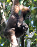 PRIMATE - GIBBON - HOOLOCKS GIBBON - WILD GIBBON SANCTUARY ASSAM INDIA (14).JPG