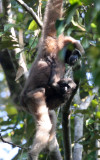 PRIMATE - GIBBON - HOOLOCKS GIBBON - WILD GIBBON SANCTUARY ASSAM INDIA (16).JPG