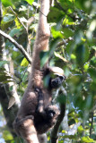 PRIMATE - GIBBON - HOOLOCKS GIBBON - WILD GIBBON SANCTUARY ASSAM INDIA (20).JPG