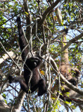 PRIMATE - GIBBON - HOOLOCKS GIBBON - WILD GIBBON SANCTUARY ASSAM INDIA (43).JPG