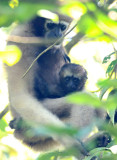 PRIMATE - GIBBON - HOOLOCKS GIBBON - WILD GIBBON SANCTUARY ASSAM INDIA (50).JPG