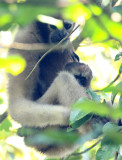 PRIMATE - GIBBON - HOOLOCKS GIBBON - WILD GIBBON SANCTUARY ASSAM INDIA (51).JPG