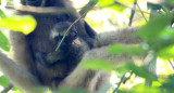 PRIMATE - GIBBON - HOOLOCKS GIBBON - WILD GIBBON SANCTUARY ASSAM INDIA (54).JPG